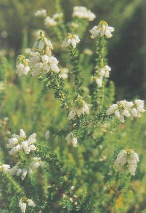 Heather plant (Erica cinerea)