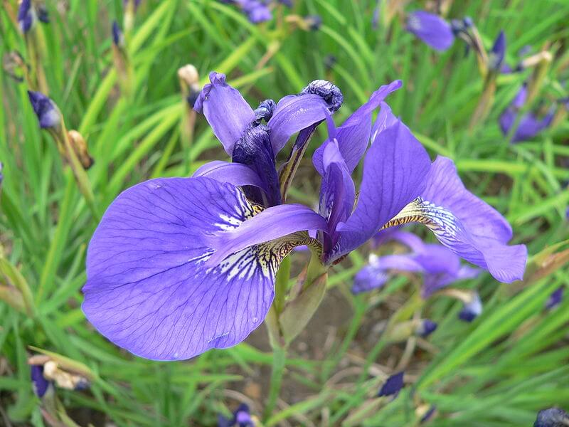 Meaning Origin And History Of The Name Iris Behind The Name