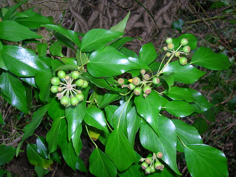 Ivy (Hedera helix)