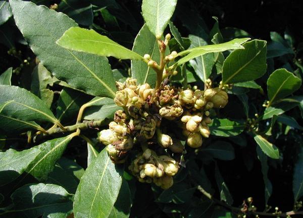 Laurel (Laurus nobilis)