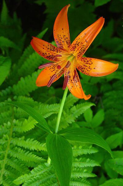 colorful-tiger-lily-bulbs-for-sale-wild-about-tiger-lily-mix-easy