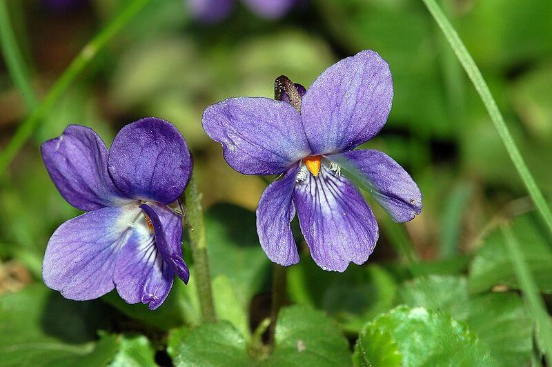 meaning-origin-and-history-of-the-name-violet-behind-the-name